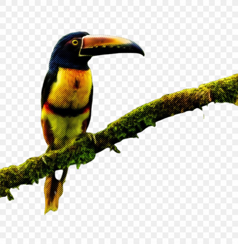 Bird Toucan Beak Piciformes Coraciiformes, PNG, 1975x2024px, Bird, Beak, Coraciiformes, Hornbill, Piciformes Download Free