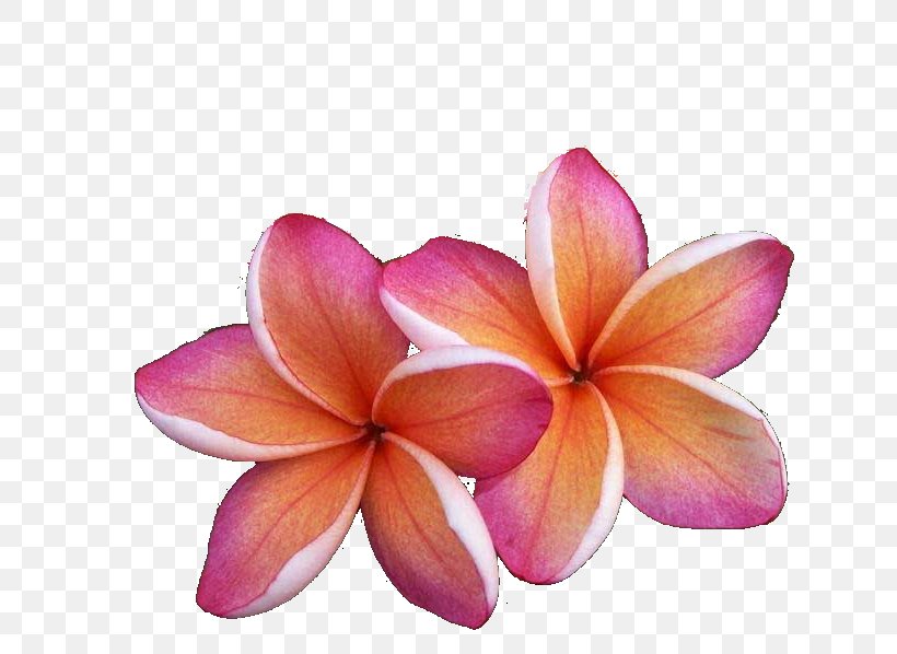 Kauai Hilo Flora National Tropical Botanical Garden Fauna, PNG, 800x598px, Kauai, Cut Flowers, Fauna, Flora, Flower Download Free