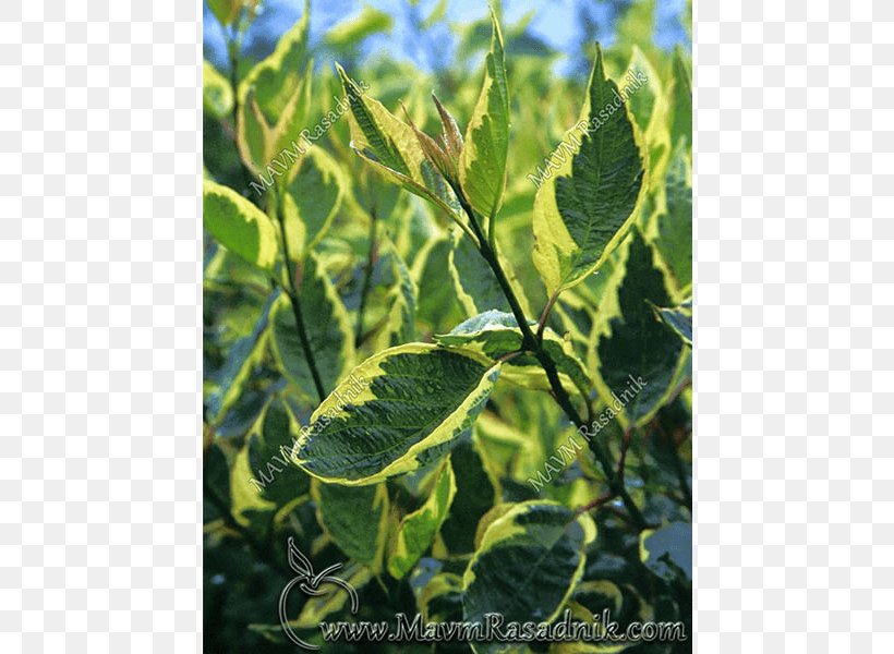 White Dogwood Leaf Shrub Flowering Dogwood Hedge, PNG, 800x600px, White Dogwood, Baton Rouge, Color, Dogwood, English Download Free