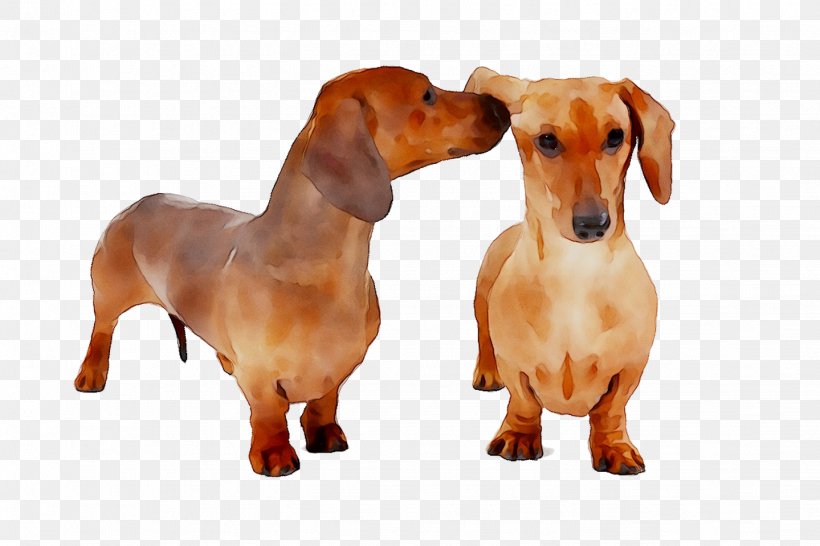Dachshund Puppy Dog Breed Companion Dog Snout, PNG, 1439x959px, Dachshund, Breed, Canidae, Carnivore, Companion Dog Download Free