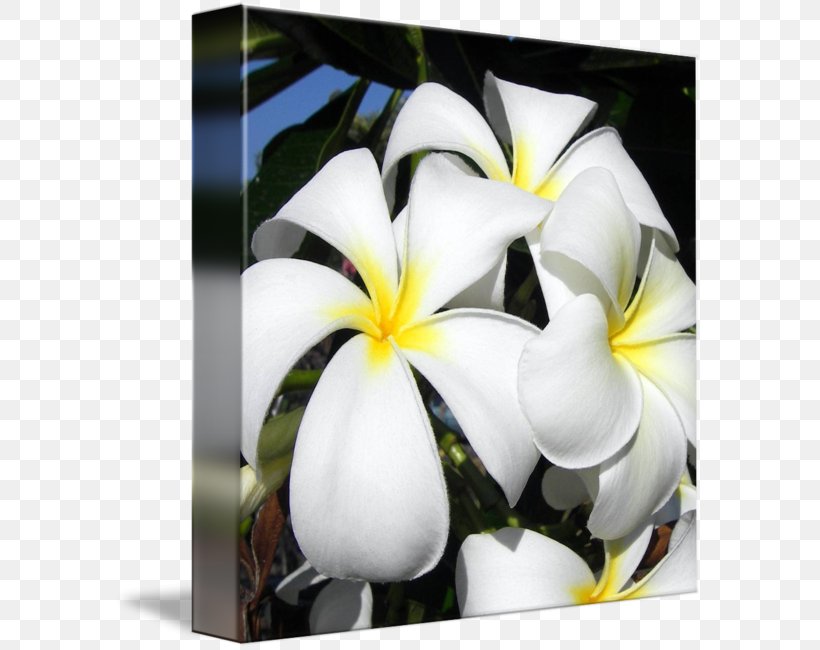 Flower Floral Design Floristry Gallery Wrap, PNG, 589x650px, Flower, Art, Canvas, Computer Cluster, Flora Download Free