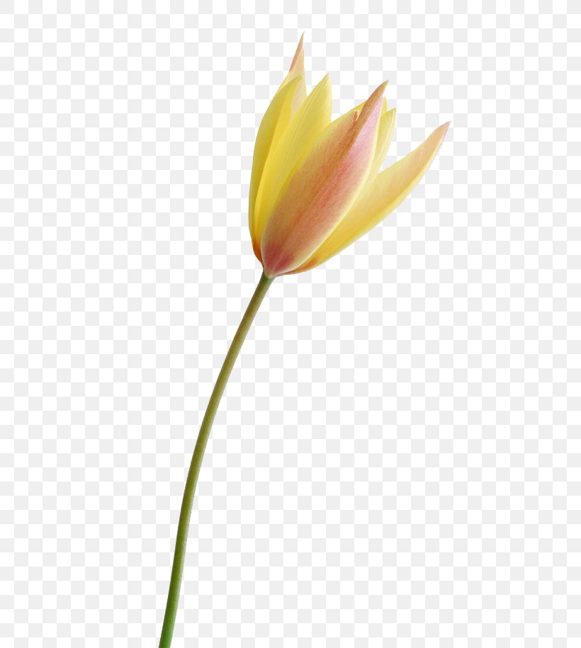 Tulip Flower, PNG, 650x915px, Tulip, Black And White, Flower, Flowering Plant, Gimp Download Free