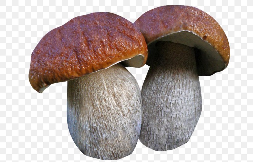 Boletus Edulis Fungus Edible Mushroom Poisonous Mushroom, PNG, 700x525px, Boletus Edulis, Amanita, Bay Bolete, Boletus, Edible Mushroom Download Free