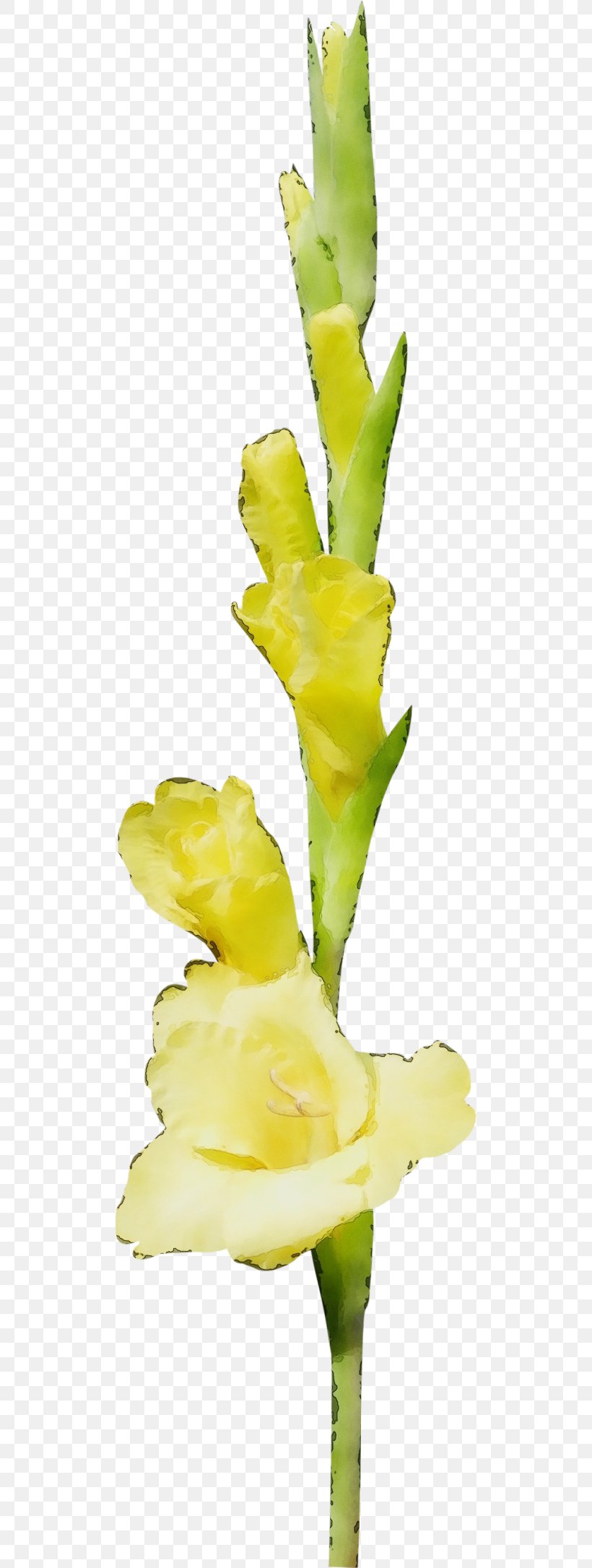 Flower Flowering Plant Yellow Plant Gladiolus, PNG, 500x2172px, Watercolor, Cut Flowers, Flower, Flowering Plant, Gladiolus Download Free