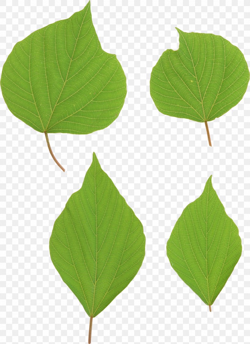 Leaf Clip Art, PNG, 2348x3225px, Leaf, Bud, Grass, Green, Image File Formats Download Free