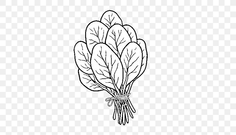 Spinach Salad Drawing Clip Art Coloring Book, PNG, 600x470px, Spinach Salad, Artwork, Black And White, Branch, Child Download Free