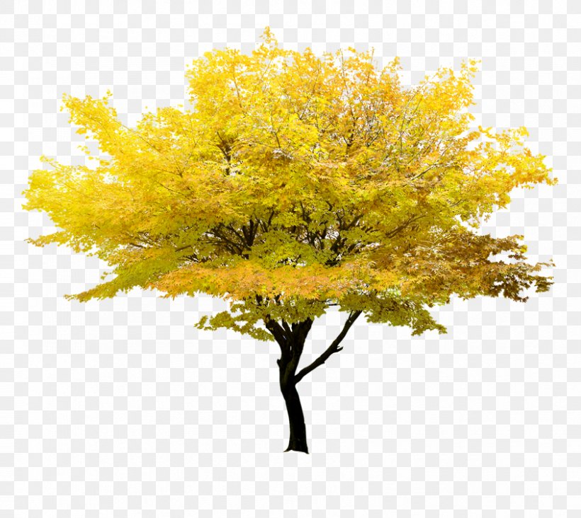 Twig Tree Yellow Maple, PNG, 844x754px, Twig, Autumn, Branch, Flower, Gold Download Free