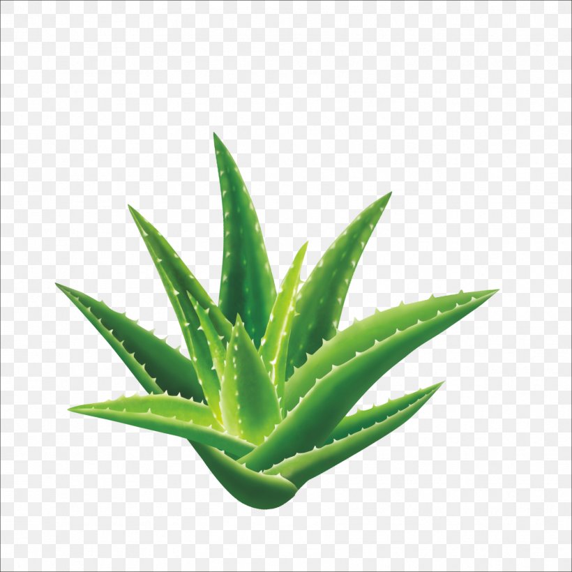 Aloe Vera Aloin Seed Gel Extract, PNG, 1773x1773px, Aloe Vera, Aloe, Aloe Emodin, Aloin, Anthraquinone Download Free