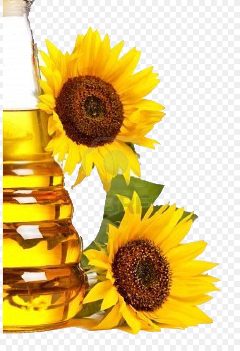 Common Sunflower Sunflower Oil Cooking Oils Sunflower Seed, PNG, 801x1200px, Common Sunflower, Canola, Castor Oil, Cooking Oil, Cooking Oils Download Free