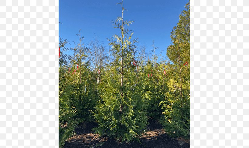 Larch Spruce Tree Leyland Cypress Arborvitae, PNG, 650x488px, Larch, Arborvitae, Biome, Broadleaved Tree, Conifer Download Free