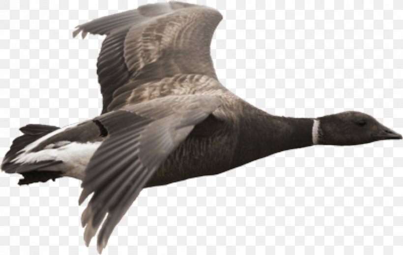 Canada Goose Duck Grey Geese, PNG, 850x538px, Goose, Anserinae, Beak, Bird, Black Brant Download Free