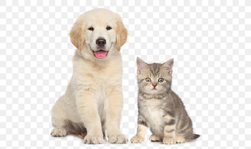 Dogu2013cat Relationship Dogu2013cat Relationship Pet Sitting, PNG, 629x488px, Dog, Bowl, Carnivoran, Cat, Cat Food Download Free