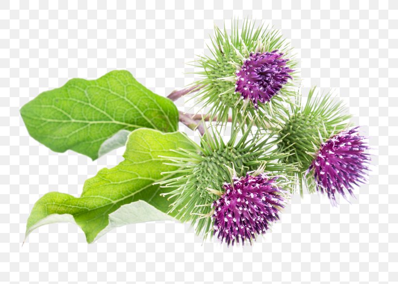 Milk Thistle Greater Burdock, PNG, 800x585px, Milk Thistle, Burdock, Flowering Plant, Greater Burdock, Plant Download Free