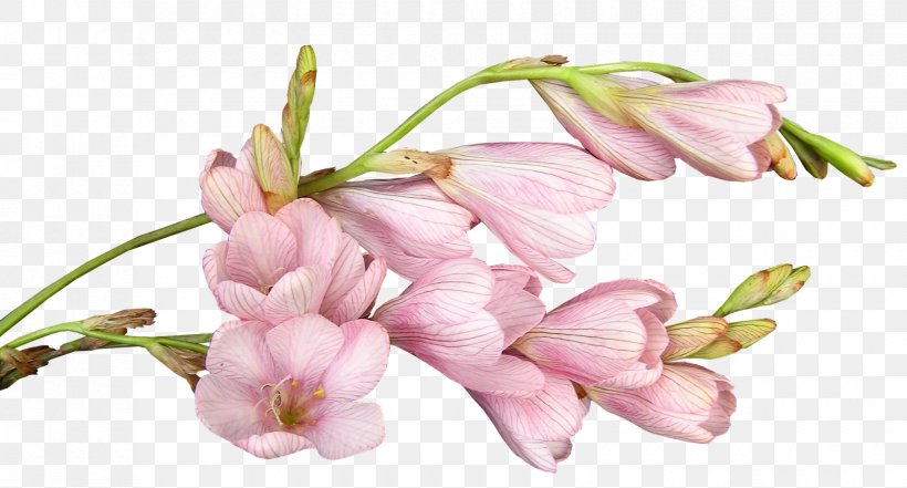 Cut Flowers Gift Patinha INN Christmas, PNG, 1680x904px, Flower, Blossom, Branch, Bridal Shower, Bud Download Free