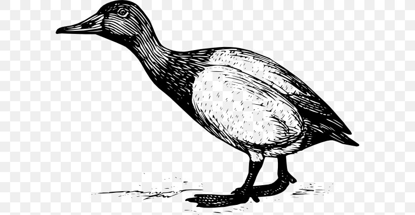 Duck Goose Bird Budgerigar Finches, PNG, 600x425px, Duck, Beak, Bird, Black And White, Budgerigar Download Free