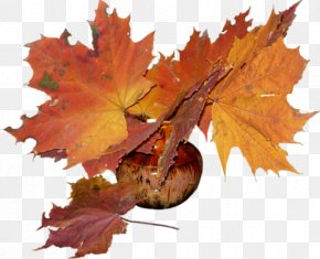 Ka Mei Le - Flower Bouquet Maple Leaf Autumn Clip Art PNG