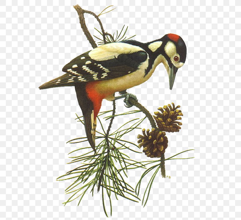 Bird Beak Piciformes Clip Art, PNG, 599x748px, Bird, Animal, Beak, Fauna, Finch Download Free