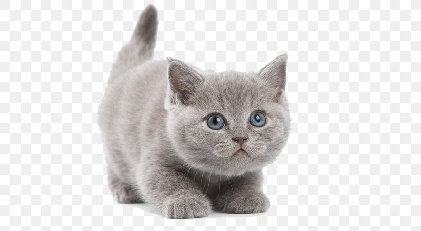 British Shorthair Abyssinian Kitten Wallpaper, PNG, 600x450px, British Shorthair, Abyssinian, Asian, Black Cat, British Semi Longhair Download Free