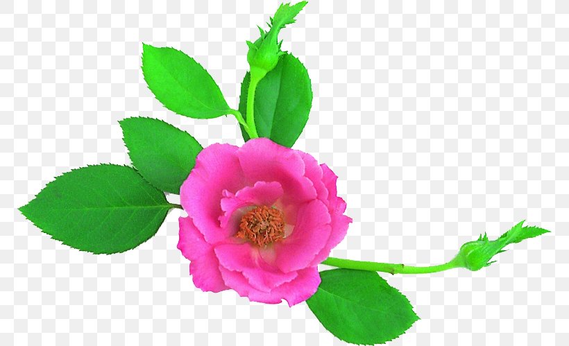 Garden Roses Cabbage Rose Cut Flowers Petal Plant Stem, PNG, 771x499px, Garden Roses, Cabbage Rose, Cut Flowers, Flower, Flowering Plant Download Free