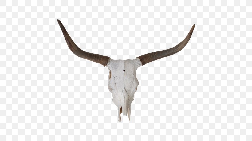 Texas Longhorn English Longhorn Fleckvieh Zebu Goat, PNG, 736x460px, Texas Longhorn, Antelope, Antler, Bone, Bull Download Free