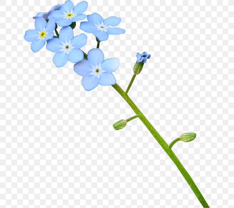 Blue, PNG, 653x730px, Blue, Blue Flower, Borage Family, Branch, Color Download Free