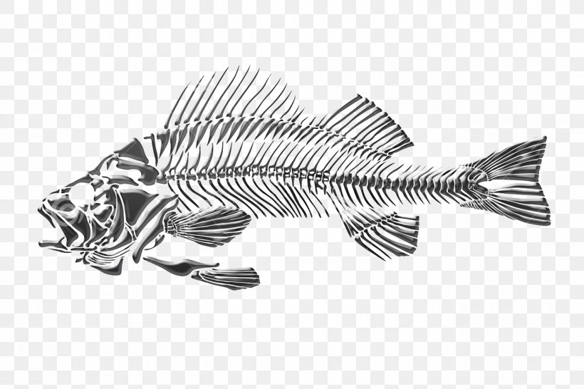 Drawing Fish Skeleton, PNG, 1300x866px, Drawing, Art, Bass, Black And White, Deviantart Download Free