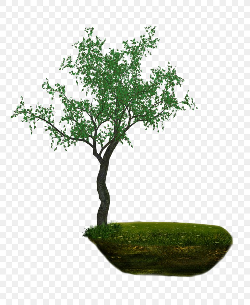 Dryad Download Clip Art, PNG, 800x1000px, Dryad, Blog, Bonsai, Branch, Computer Software Download Free