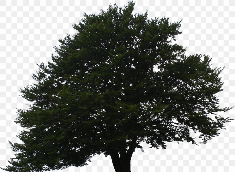 Spruce European Beech Tree Fir Beechnut, PNG, 859x630px, Spruce, Beechnut, Biome, Branch, Branching Download Free