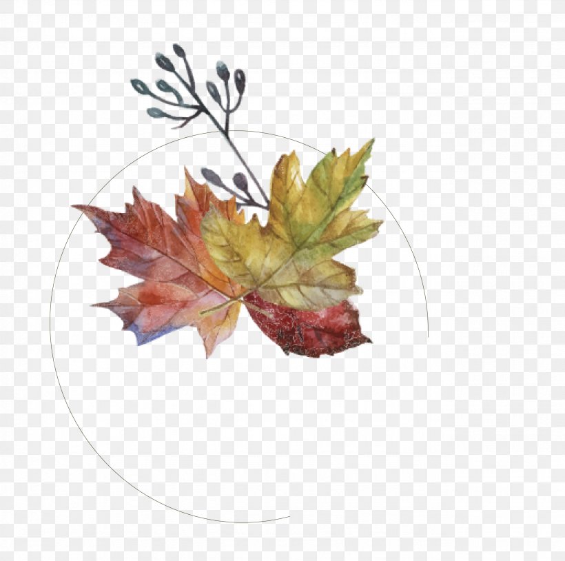 Maple Leaf Autumn, PNG, 2568x2552px, Leaf, Autumn, Deciduous, Designer, Flowering Plant Download Free