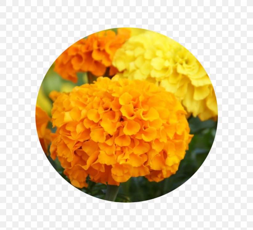 Mexican Marigold Flower Seed Pot Marigold Chrysanthemum, PNG, 901x822px, Mexican Marigold, Birth Flower, Calendula, Carnation, Chrysanthemum Download Free