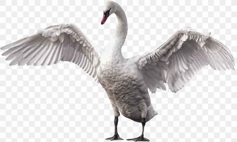 Mute Swan Bird Goose Gray Wolf Horse, PNG, 2400x1443px, Mute Swan, Animal, Beak, Bird, Black And White Download Free