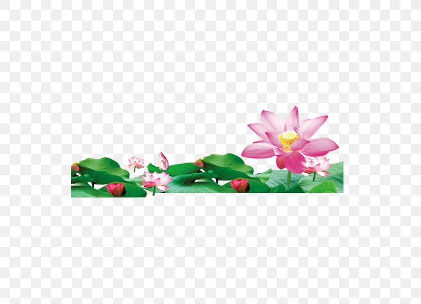 Nelumbo Nucifera, PNG, 591x591px, Nelumbo Nucifera, Flora, Flower, Flowering Plant, Landscape Download Free