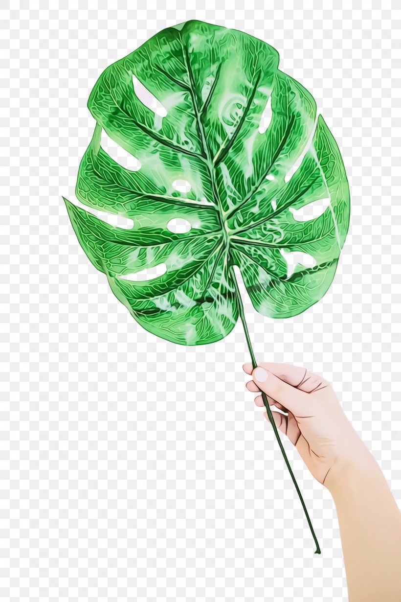 Christmas Tree Watercolor, PNG, 1632x2448px, Monstera Leaf, Anthurium, Botany, Christmas Day, Clover Download Free