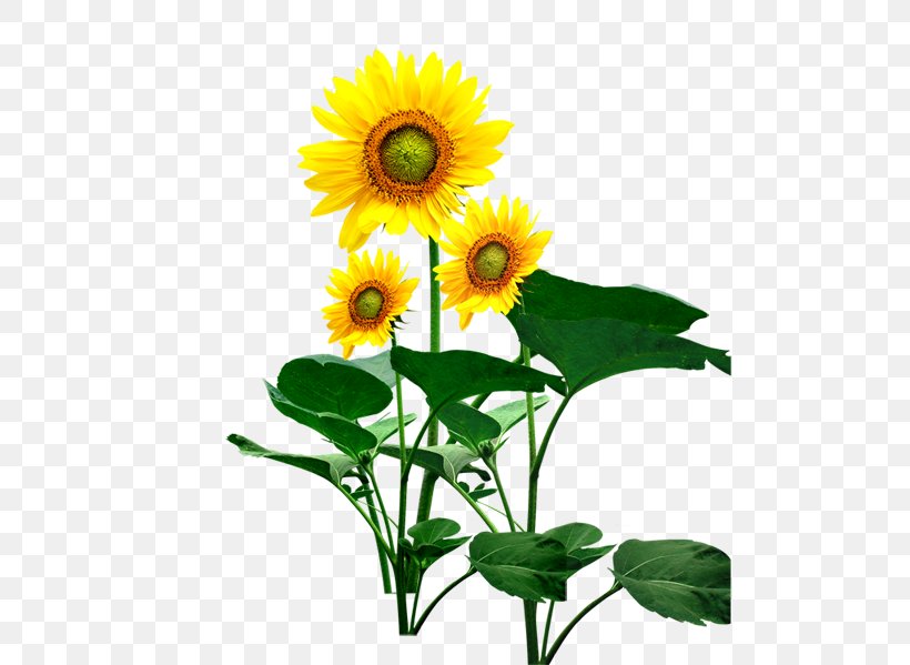 Common Sunflower Sunflower Seed Sunflower Student Movement, PNG, 498x599px, Common Sunflower, Annual Plant, Cut Flowers, Daisy Family, Flower Download Free
