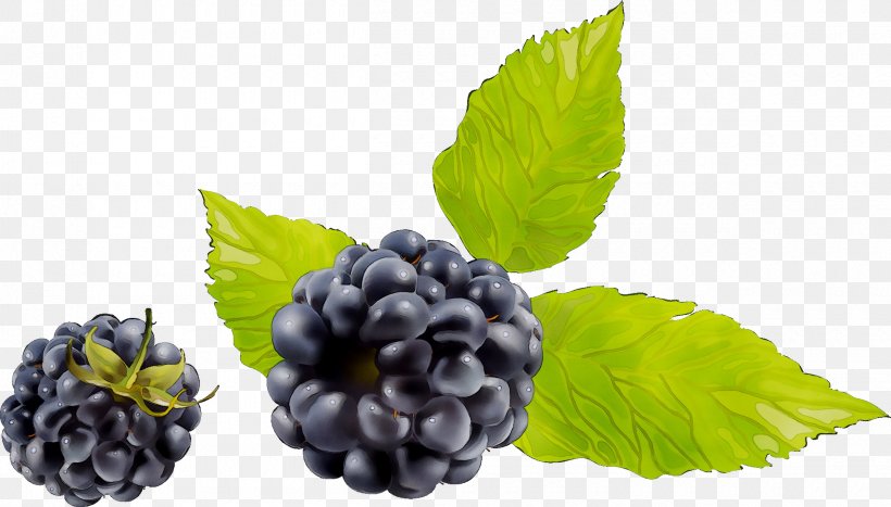 Blackberry Boysenberry Dewberry Fruit Bilberry, PNG, 2500x1425px, Blackberry, Berries, Berry, Bilberry, Blueberry Download Free