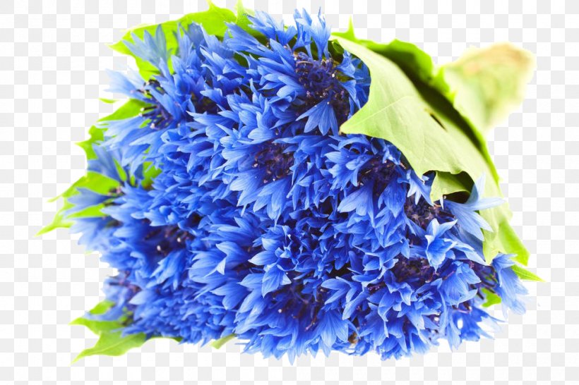 Cornflower Blue Flower Bouquet Stock Photography Illustration, PNG, 1000x666px, Cornflower, Blue, Blue Flower, Chrysanths, Cornflower Blue Download Free