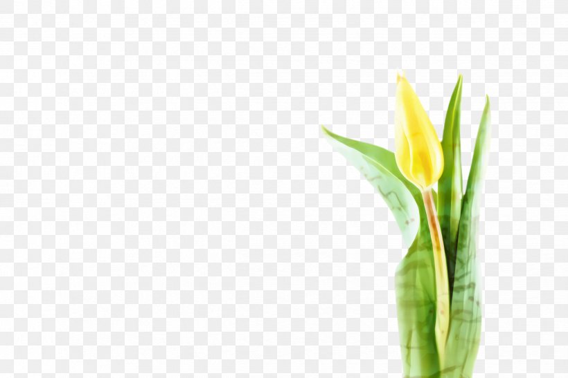Flowers Background, PNG, 2444x1632px, Tulip, Arum, Arum Family, Blossom, Botany Download Free