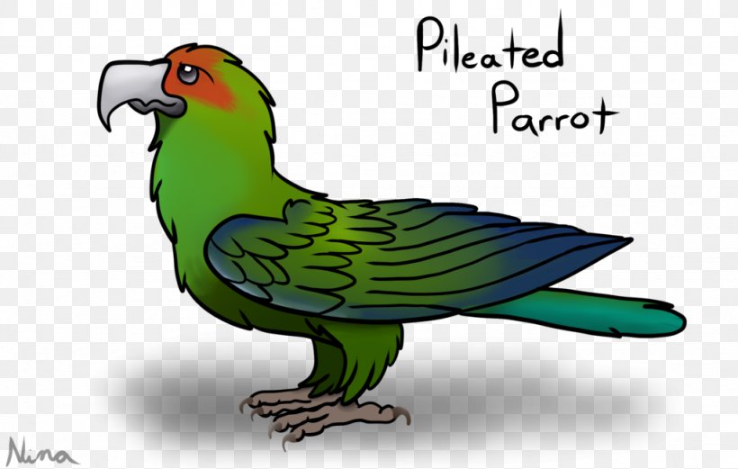 Macaw Parakeet Graphics Feather Beak, PNG, 1024x651px, Macaw, Beak, Bird, Fauna, Feather Download Free