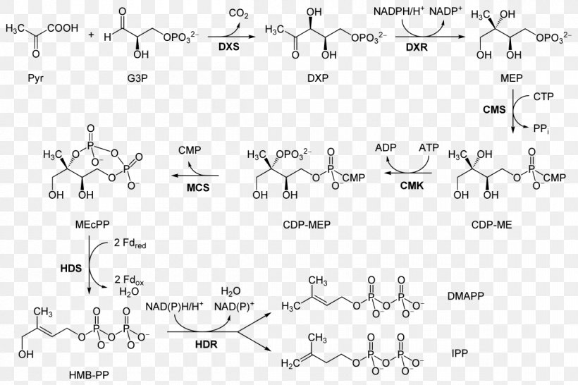 Abscisic Acid Isopentenyl Pyrophosphate Dimethylallyl Pyrophosphate Biosynthesis Mevalonate Pathway, PNG, 1200x800px, Watercolor, Cartoon, Flower, Frame, Heart Download Free