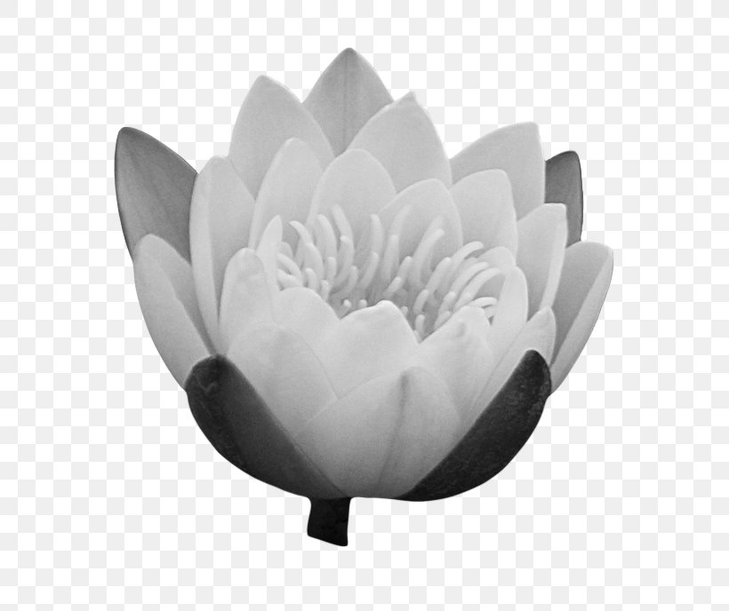 Flower Clip Art, PNG, 706x688px, Flower, Black And White, Monochrome, Monochrome Photography, Petal Download Free