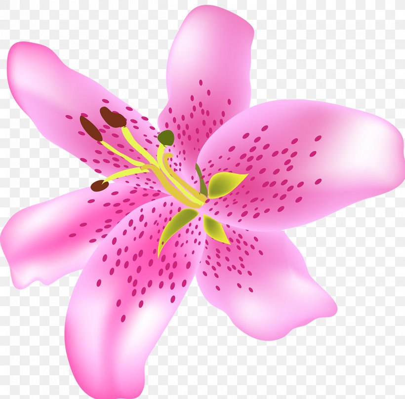 Flower Petal Art Plant, PNG, 1200x1183px, Flower, Art, Blossom, Flowering Plant, Herbaceous Plant Download Free