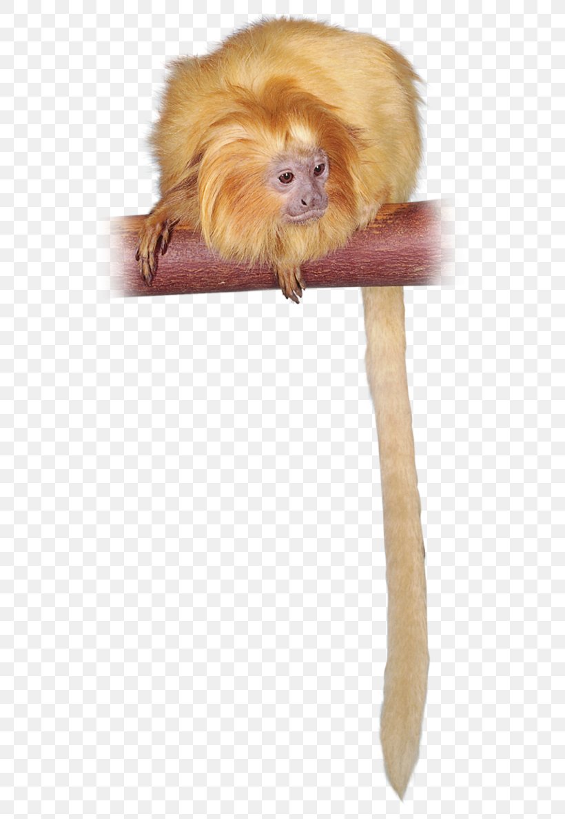 Golden Lion Tamarin Primate Capuchin Monkey Mandrill, PNG, 640x1187px, Golden Lion Tamarin, Animal, Ape, Capuchin Monkey, Cercopithecidae Download Free