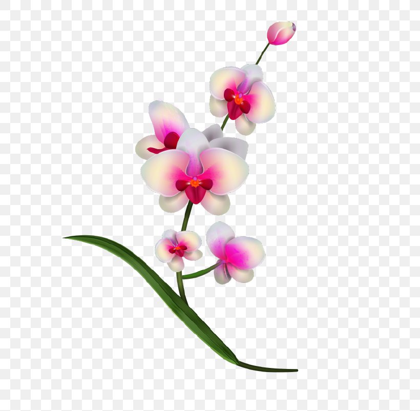 Orchids Clip Art, PNG, 802x802px, Orchids, Animation, Color, Cut Flowers, Flora Download Free