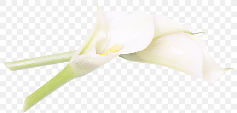 Calas Cut Flowers Plant Stem Petal Close-up, PNG, 800x392px, Calas, Alismatales, Arum, Arum Family, Closeup Download Free