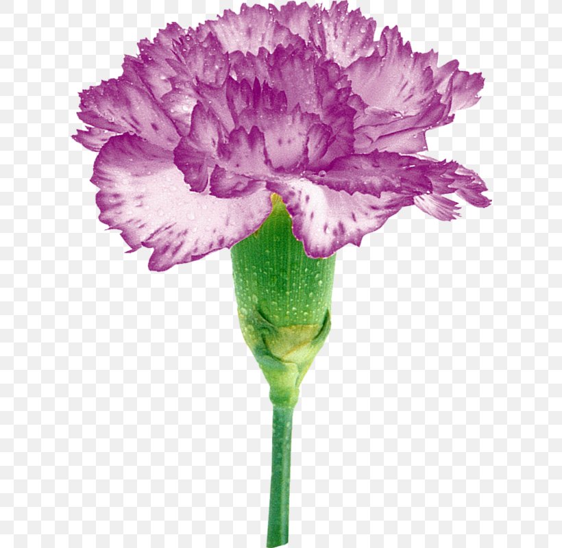 Carnation Cut Flowers Rengârenk Petal, PNG, 617x800px, Carnation, Cut Flowers, Dianthus, Flower, Flowering Plant Download Free