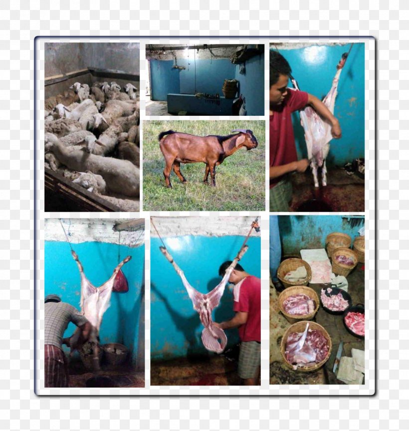 Goat Layanan Aqiqah Solo Solehaqiqah Qurbani Sheep, PNG, 1159x1221px, Goat, Advertising, Age, Aqiqah, Burma Download Free