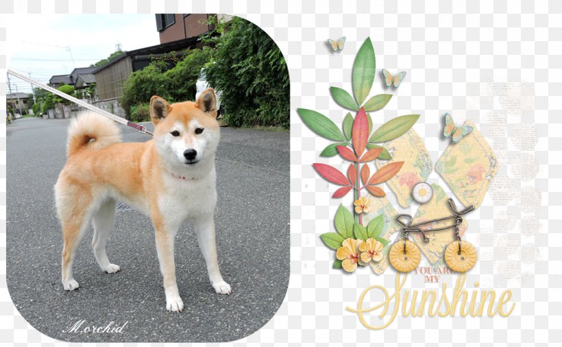 Shiba Inu Akita Canaan Dog Norwegian Buhund Korean Jindo, PNG, 1284x793px, Shiba Inu, Akita, Akita Inu, Breed, Canaan Dog Download Free