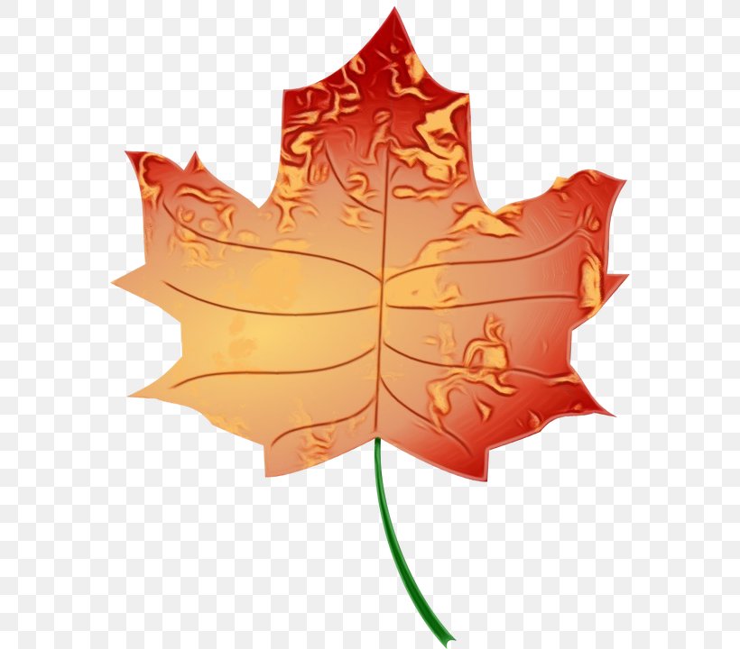 Autumn Leaf Drawing, PNG, 576x720px, Watercolor, Autumn, Autumn Leaf Color, Black Maple, Drawing Download Free
