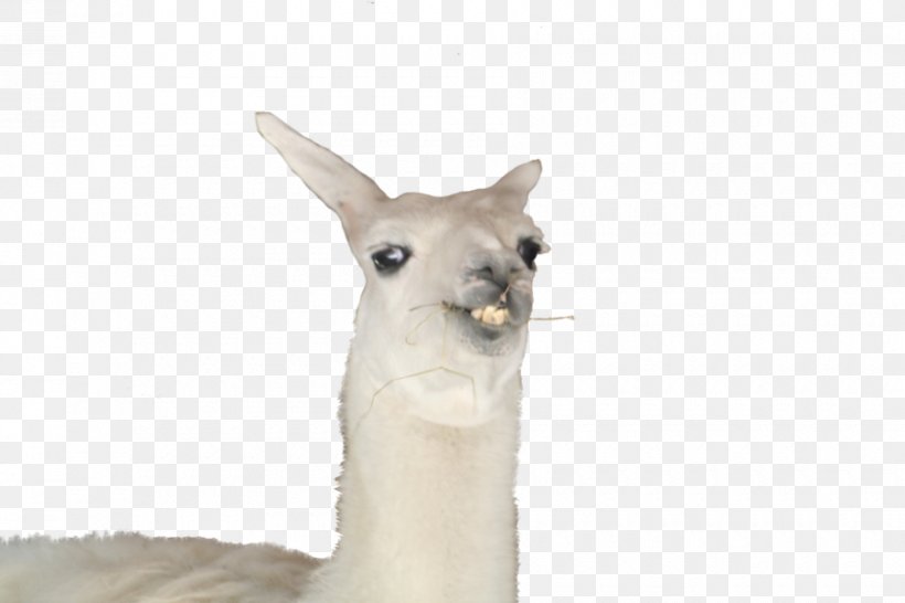 Llama Ola K Ase YouTube, PNG, 900x600px, Llama, Alpaca, Askfm, Camel Like Mammal, Computer Software Download Free