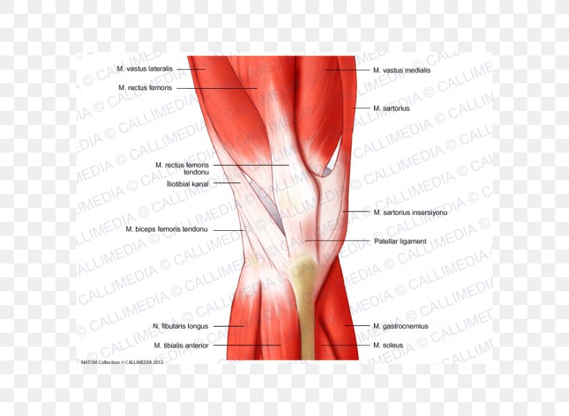 Muscular System Knee Rectus Femoris Muscle Human Anatomy, PNG, 600x600px, Watercolor, Cartoon, Flower, Frame, Heart Download Free